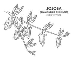 VECTOR SKETCH OF A JOJOBA ON A WHITE BACKGROUND