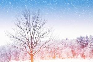 Frozen winter forest with snow covered trees. photo