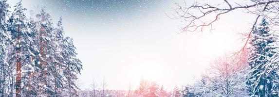 Frozen winter forest with snow covered trees. photo