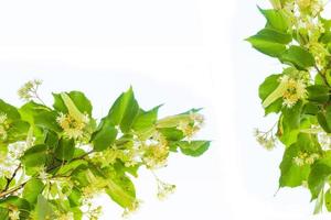 Fresh flowers and leaves of linden isolated on white background photo