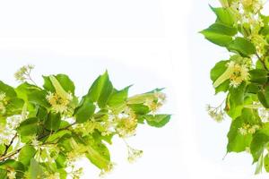 Flores frescas y hojas de tilo aislado sobre fondo blanco. foto