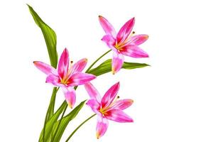 Bright lily flowers isolated on white background. photo