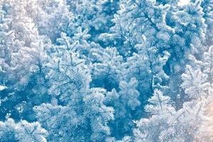 Happy New Year and Merry Christmas. Frozen winter forest with snow covered trees. photo