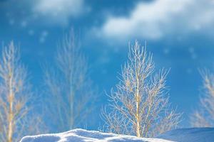 bosque de invierno congelado con árboles cubiertos de nieve. foto