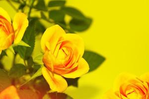 Bright colorful flower rose. floral background photo