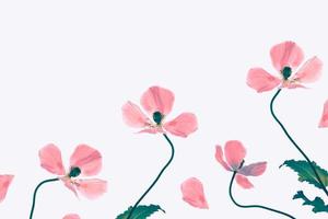 spring colorful flowers poppies.  Floral background. photo