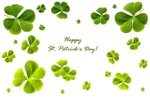 green clover leaves isolated on white background. St.Patrick 's Day photo