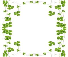 green clover leaves isolated on white background. St.Patrick 's Day photo