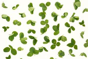 hojas de trébol verde aislado sobre fondo blanco. Día de San Patricio foto