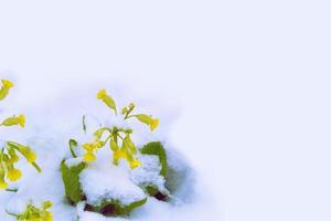 primula flower growing in snow in early spring forest photo