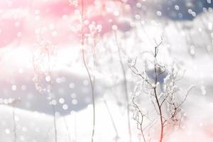 Blurred frozen grass. Winter abstract background. Landscape. photo