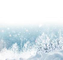 Frozen winter forest with snow covered trees. photo