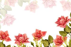 Bright colorful flower rose. floral background photo