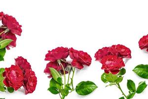 Rose flowers on a white background. floral composition. photo