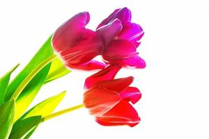 spring colorful flowers tulips. floral collection. photo