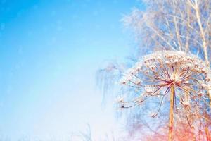 Blurred frozen grass. Winter abstract background. Landscape. photo