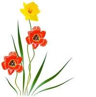 tulip, spring flowers narcissus isolated on white background photo