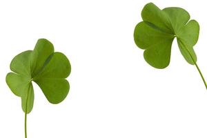 green clover leaves isolated on white background. St.Patrick 's Day photo