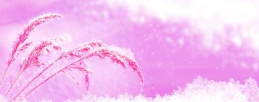 Blurred frozen grass. Winter abstract background. Landscape. photo