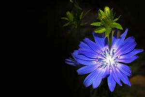 Bright flowers chicory. nature photo