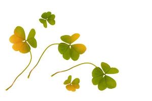 hojas de trébol verde aislado sobre fondo blanco. Día de San Patricio foto