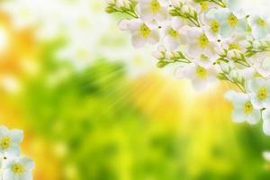 White jasmine The branch delicate spring flowers photo