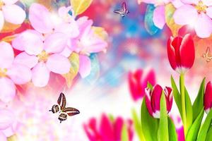 Blossoming branch apple, tulips.  Bright colorful spring flowers photo