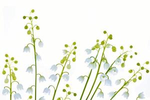 Lily of the valley flower on white background. photo