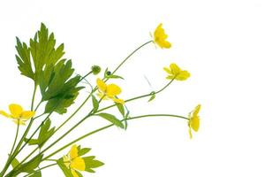 Yellow wildflowers buttercup isolated on white background. photo