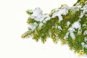 las ramas del árbol cubierto de nieve árbol de navidad foto