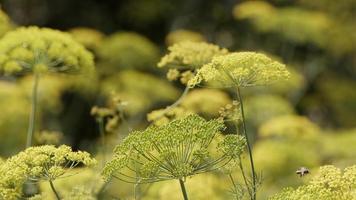 flor de eneldo amarillo en el viento en la naturaleza video