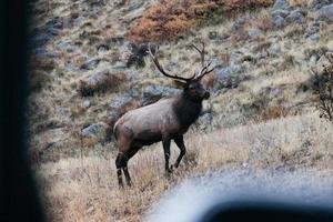 View of a deer photo