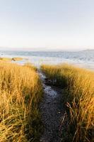 Coast at golden hour photo