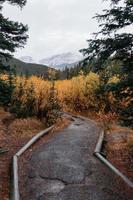 Path in the forest photo