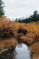 Stream in the woods photo