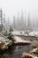 Stream in snowy woods photo
