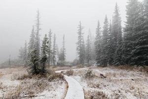 Path in the snowy woods photo