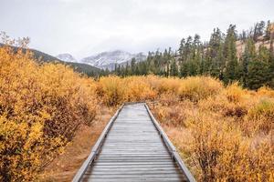 camino en el bosque foto