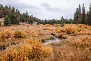 Stream in the woods photo