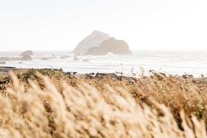 Foggy beach view photo