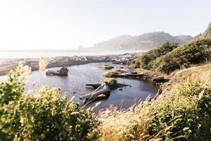 playa con madera a la deriva foto