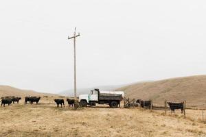 Cows in a field photo