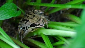 Brauner Frosch im nassen Gras des Waldes video