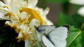 Pieris brassicae borboleta de repolho acasalamento em flor de áster video