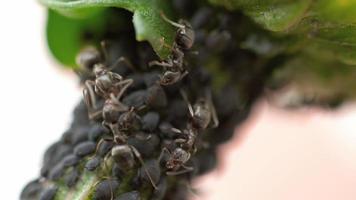 Cerca de hormigas y pulgones en el tallo de la flor video