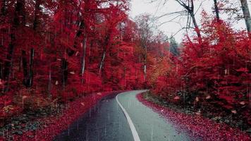 lluvia en una carretera en otoño con hojas que caen. video