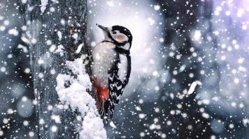 un pájaro carpintero encaramado y picoteando en el tronco de un árbol en un bosque en un día de nieve. video