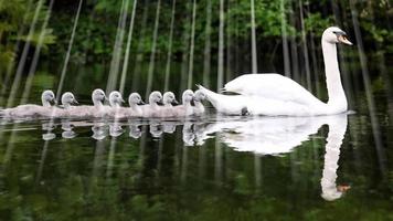 A family of swans walking together on a lake. video