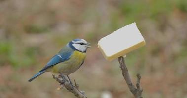 blåmesen eller cyanistes caeruleus på trädet video