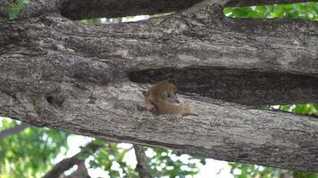 Squirrel looking for food on the tree. video